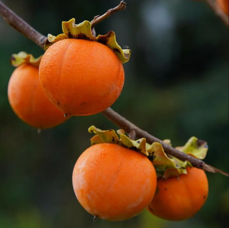 American Persimmon Bare Root Plant, Sweet Fruit Tree, 6-12 Inch Tall, Outdoor American Persimmon Bare Root Plant, Sweet Fruit Tree, 6-12 Inch Tall, Outdoor - Image 9