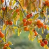 American Persimmon Live Plant - 1 Quart Pot, Hardy Fruit Tree - Image 1