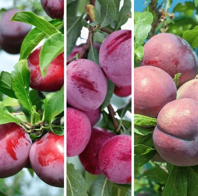 American Plum Tree Live Plants - Prunus Americana, Cold Hardy, 2-3 Ft Tall, Dormant, White Flowers, Edible Fruit American Plum Tree Live Plants - Prunus Americana, Cold Hardy, 2-3 Ft Tall, Dormant, White Flowers, Edible Fruit - Image 2