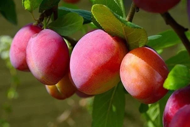 American Plum Tree Live Plants - Prunus Americana, Cold Hardy, 2-3 Ft Tall, Dormant, White Flowers, Edible Fruit American Plum Tree Live Plants - Prunus Americana, Cold Hardy, 2-3 Ft Tall, Dormant, White Flowers, Edible Fruit - Image 7