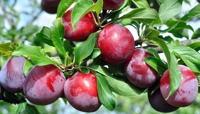 American Plum Tree Live Plants - Prunus Americana, Cold Hardy, 2-3 Ft Tall, Dormant, White Flowers, Edible Fruit American Plum Tree Live Plants - Prunus Americana, Cold Hardy, 2-3 Ft Tall, Dormant, White Flowers, Edible Fruit - Image 8