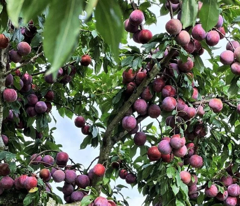 American Plum Tree Live Plants - Prunus Americana, Cold Hardy, 2-3 Ft Tall, Dormant, White Flowers, Edible Fruit American Plum Tree Live Plants - Prunus Americana, Cold Hardy, 2-3 Ft Tall, Dormant, White Flowers, Edible Fruit - Image 9