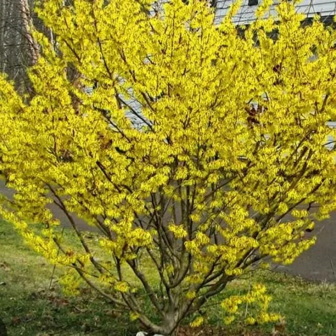 American Witch-Hazel Live Plant – Deciduous Shrub – 6-12" Tall – 1 Quart Pot American Witch-Hazel Live Plant – Deciduous Shrub – 6-12" Tall – 1 Quart Pot - Image 2