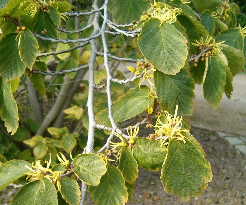 American Witch-Hazel Live Plant – Deciduous Shrub – 6-12" Tall – 1 Quart Pot American Witch-Hazel Live Plant – Deciduous Shrub – 6-12" Tall – 1 Quart Pot - Image 3