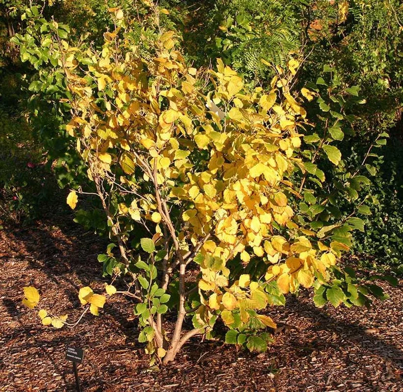 American Witch-Hazel Live Plant – Deciduous Shrub – 6-12" Tall – 1 Quart Pot American Witch-Hazel Live Plant – Deciduous Shrub – 6-12" Tall – 1 Quart Pot - Image 4