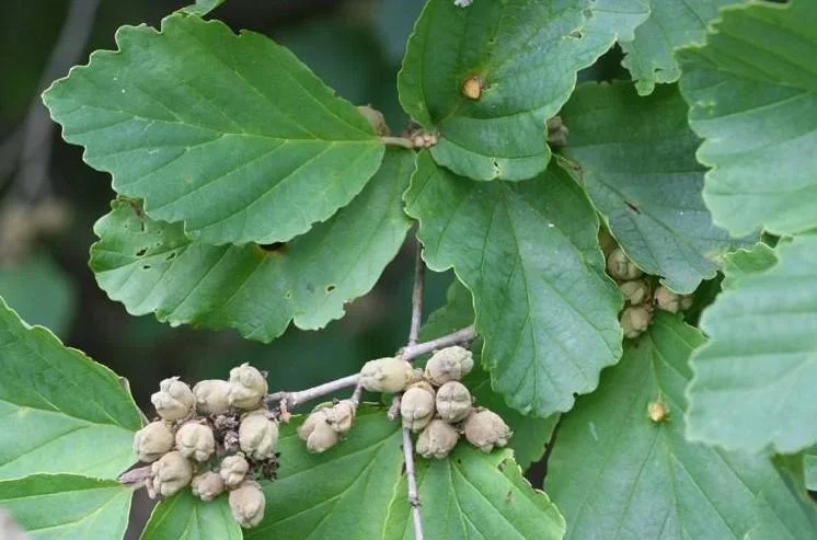 American Witch-Hazel Live Plant – Deciduous Shrub – 6-12" Tall – 1 Quart Pot American Witch-Hazel Live Plant – Deciduous Shrub – 6-12" Tall – 1 Quart Pot - Image 5