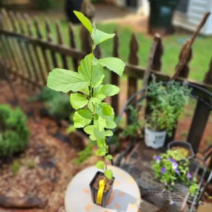 American Witch-Hazel Live Plant – Deciduous Shrub – 6-12" Tall – 1 Quart Pot American Witch-Hazel Live Plant – Deciduous Shrub – 6-12" Tall – 1 Quart Pot - Image 6