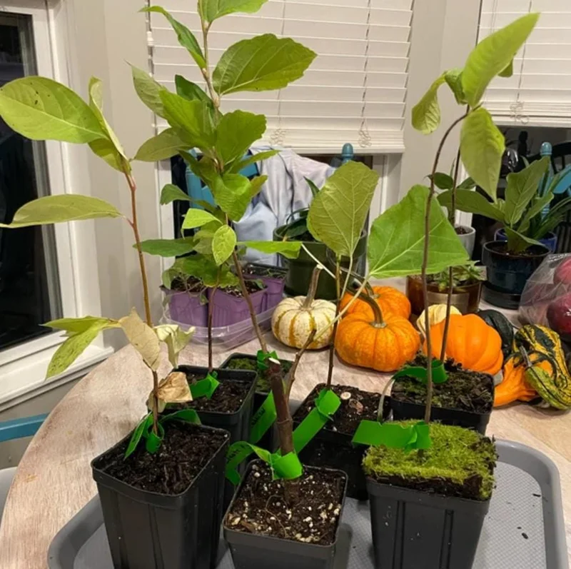 American Witch-Hazel Live Plant – Deciduous Shrub – 6-12" Tall – 1 Quart Pot American Witch-Hazel Live Plant – Deciduous Shrub – 6-12" Tall – 1 Quart Pot - Image 7