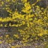 American Witch-Hazel Live Plant – Deciduous Shrub – 6-12" Tall – 1 Quart Pot - Image 1