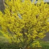 American Witch-Hazel Live Tree - 6-12"; Tall - 1 Quart Pot - Deciduous Shrub Ornamental Landscape - No Ship To AK, HI and PR American Witch-Hazel Live Tree - 6-12"; Tall - 1 Quart Pot - Deciduous Shrub Ornamental Landscape - No Ship To AK, HI and PR - Image 1