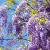 Amethyst Falls Wisteria Live Plant – Fast-Growing Purple Flowering Vine – 10 to 20 Inch Tall – Outdoor - Image 1