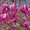 Ann Magnolia Live Plant - Pink Flower Compact Shrub - 6-12" Tall, 2.5" Pot - Image 1