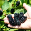 Apache Thornless Blackberry Plant – Bare Root Starter – Edible Fruit Bush – 4-8 Inch Tall – Outdoor - Image 1