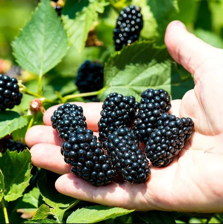 Apache Thornless Blackberry Plant – Bare Root Starter – Edible Fruit Bush – 4-8 Inch Tall – Outdoor - Image 1