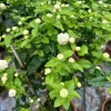 Arabian Jasmine Live Plant 'Duke of Tuscany' - Double White Fragrant Flowers - 4-6 Inch Tall - Image 1