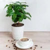 Arabica Coffee Live Plant Starter - 4-9 Inch Tall - Indoor/Outdoor - Image 1
