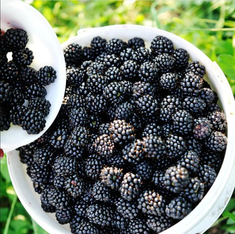 Arapaho Thornless Blackberry Live Plant – 2 Pack Starter Plants – 4-8 Inch Tall – Outdoor Fruit Bush Arapaho Thornless Blackberry Live Plant – 2 Pack Starter Plants – 4-8 Inch Tall – Outdoor Fruit Bush - Image 2