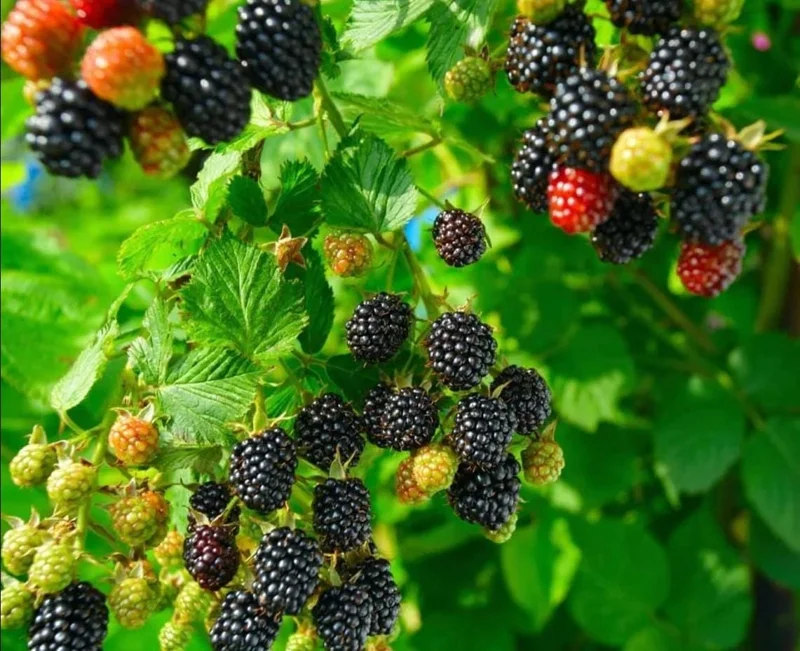 Arapaho Thornless Blackberry Live Plant – 2 Pack Starter Plants – 4-8 Inch Tall – Outdoor Fruit Bush Arapaho Thornless Blackberry Live Plant – 2 Pack Starter Plants – 4-8 Inch Tall – Outdoor Fruit Bush - Image 6