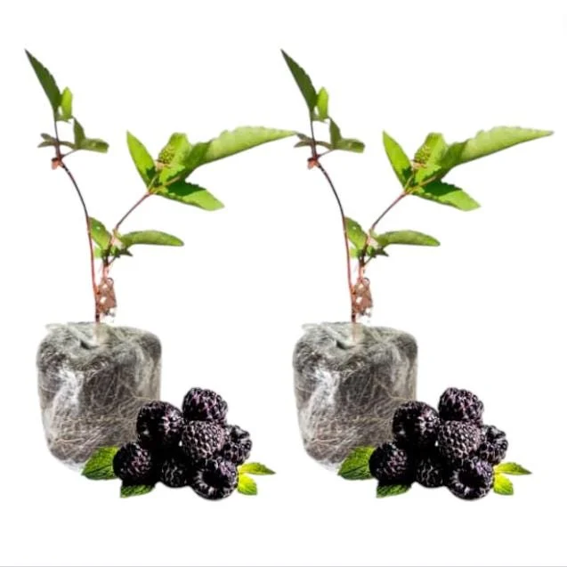 Arapaho Thornless Blackberry Live Plant – 2 Pack Starter Plants – 4-8 Inch Tall – Outdoor Fruit Bush Arapaho Thornless Blackberry Live Plant – 2 Pack Starter Plants – 4-8 Inch Tall – Outdoor Fruit Bush - Image 9