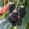 Arapaho Thornless Blackberry Live Plant - 4-6" Tall - Outdoor Fruit Bush - Image 1