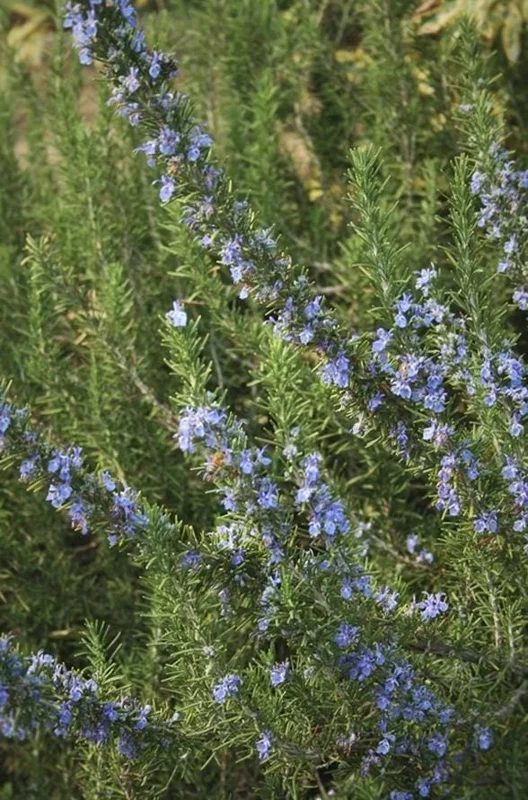 ARP Rosemary Live Plant Set - 2 Cold Hardy Culinary Herb Plants, 2-5" Tall, No Pot ARP Rosemary Live Plant Set - 2 Cold Hardy Culinary Herb Plants, 2-5" Tall, No Pot - Image 4