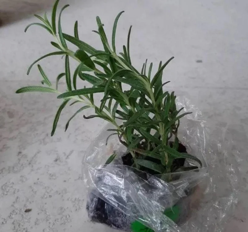 ARP Rosemary Live Plant Set - 2 Cold Hardy Culinary Herb Plants, 2-5" Tall, No Pot ARP Rosemary Live Plant Set - 2 Cold Hardy Culinary Herb Plants, 2-5" Tall, No Pot - Image 5