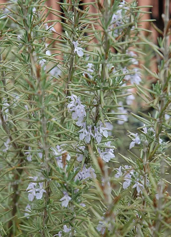 ARP Rosemary Live Plant Set – 8 Starter Plants, 2-5” Tall, Cold Hardy Culinary Herb - Image 2