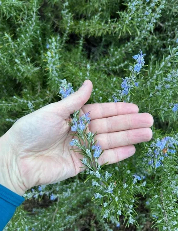 Home ARP Rosemary Live Plant Set – 8 Starter Plants, 2-5” Tall, Cold Hardy Culinary Herb - Image 1