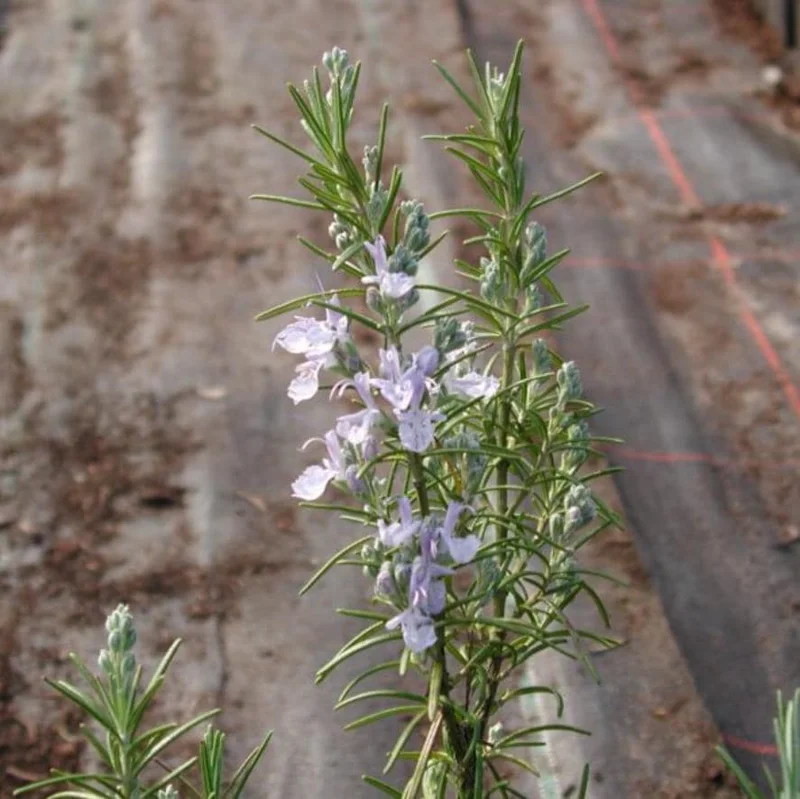 ARP Rosemary Live Plant Starter – Set of 4 – 2-5” Tall – Cold Hardy Culinary Herb for Outdoor Garden ARP Rosemary Live Plant Starter – Set of 4 – 2-5” Tall – Cold Hardy Culinary Herb for Outdoor Garden - Image 2