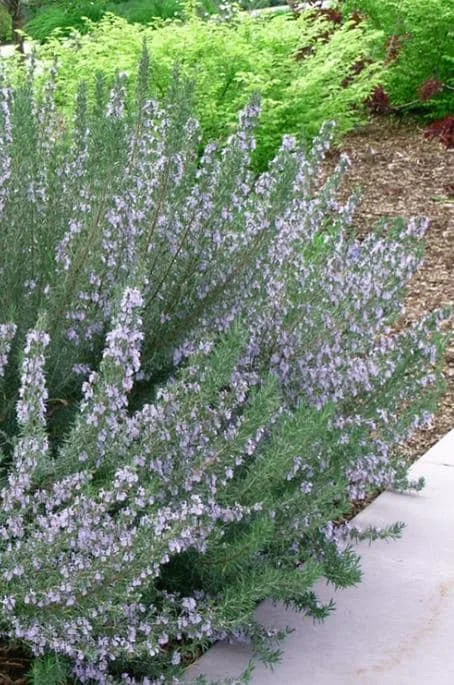 ARP Rosemary Live Plant Starter – Set of 4 – 2-5” Tall – Cold Hardy Culinary Herb for Outdoor Garden ARP Rosemary Live Plant Starter – Set of 4 – 2-5” Tall – Cold Hardy Culinary Herb for Outdoor Garden - Image 3