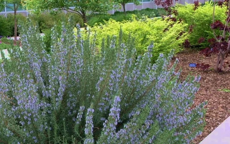 ARP Rosemary Live Plant Starter – Set of 4 – 2-5” Tall – Cold Hardy Culinary Herb for Outdoor Garden ARP Rosemary Live Plant Starter – Set of 4 – 2-5” Tall – Cold Hardy Culinary Herb for Outdoor Garden - Image 4