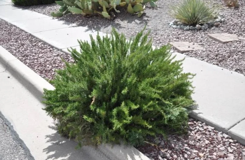 ARP Rosemary Live Plant Starter – Set of 4 – 2-5” Tall – Cold Hardy Culinary Herb for Outdoor Garden ARP Rosemary Live Plant Starter – Set of 4 – 2-5” Tall – Cold Hardy Culinary Herb for Outdoor Garden - Image 5