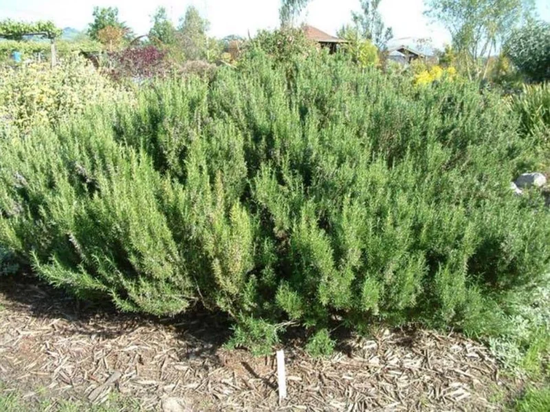 ARP Rosemary Live Plant Starter – Set of 4 – 2-5” Tall – Cold Hardy Culinary Herb for Outdoor Garden ARP Rosemary Live Plant Starter – Set of 4 – 2-5” Tall – Cold Hardy Culinary Herb for Outdoor Garden - Image 6