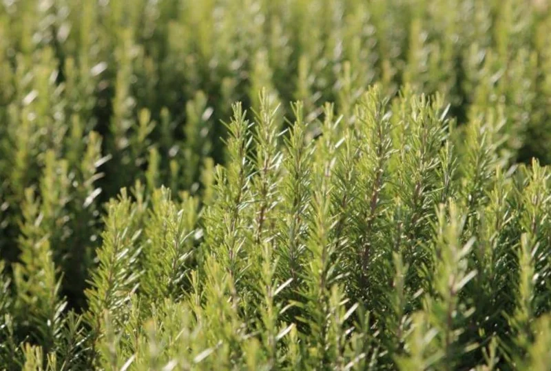 ARP Rosemary Live Plant Starter – Set of 4 – 2-5” Tall – Cold Hardy Culinary Herb for Outdoor Garden ARP Rosemary Live Plant Starter – Set of 4 – 2-5” Tall – Cold Hardy Culinary Herb for Outdoor Garden - Image 7