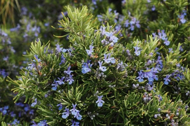 ARP Rosemary Live Plant Starter – Set of 4 – 2-5” Tall – Cold Hardy Culinary Herb for Outdoor Garden ARP Rosemary Live Plant Starter – Set of 4 – 2-5” Tall – Cold Hardy Culinary Herb for Outdoor Garden - Image 1