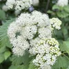 Arrowwood Viburnum Live Shrub - 10-18" Tall, 1 Qt Pot - Hardy Ornamental Bush Arrowwood Viburnum Live Shrub - 10-18" Tall, 1 Qt Pot - Hardy Ornamental Bush - Image 1