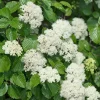 Arrowwood Viburnum Live Shrub - 10-18" Tall, 1qt Pot - Outdoor Hardy Plant Arrowwood Viburnum Live Shrub - 10-18" Tall, 1qt Pot - Outdoor Hardy Plant - Image 1