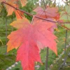 Autumn Blaze Maple Live Tree – 1-2ft Tall – 1 Quart Pot – Fast Growing Shade Tree - Image 1