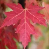 Autumn Blaze Maple Live Tree - 10-18" Tall, 1 Quart Pot - Fast Growing Shade Tree - Image 1