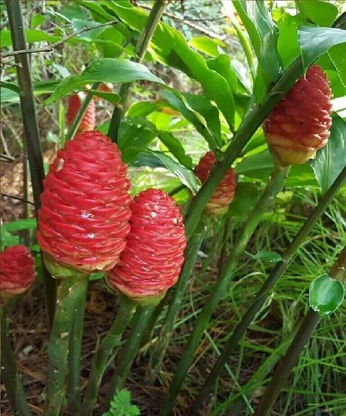Awapuhi Shampoo Ginger Live Plant - Zingiber Zerumbet, 4-6 Inch Tall Starter - Image 2
