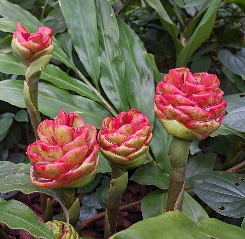 Awapuhi Shampoo Ginger Plant - Live Pinecone Ginger Lily (Zingiber Zerumbet) 4-6 Inch Tall Starter Plant Awapuhi Shampoo Ginger Plant - Live Pinecone Ginger Lily (Zingiber Zerumbet) 4-6 Inch Tall Starter Plant - Image 4