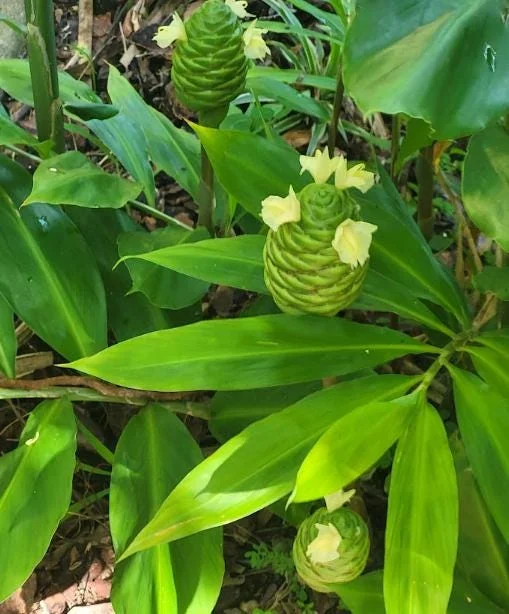 Awapuhi Shampoo Ginger Plant - Live Pinecone Ginger Lily (Zingiber Zerumbet) 4-6 Inch Tall Starter Plant Awapuhi Shampoo Ginger Plant - Live Pinecone Ginger Lily (Zingiber Zerumbet) 4-6 Inch Tall Starter Plant - Image 5