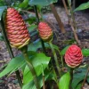 Awapuhi Shampoo Ginger Plant - Live Pinecone Ginger Lily (Zingiber Zerumbet) 4-6 Inch Tall Starter Plant Awapuhi Shampoo Ginger Plant - Live Pinecone Ginger Lily (Zingiber Zerumbet) 4-6 Inch Tall Starter Plant - Image 1