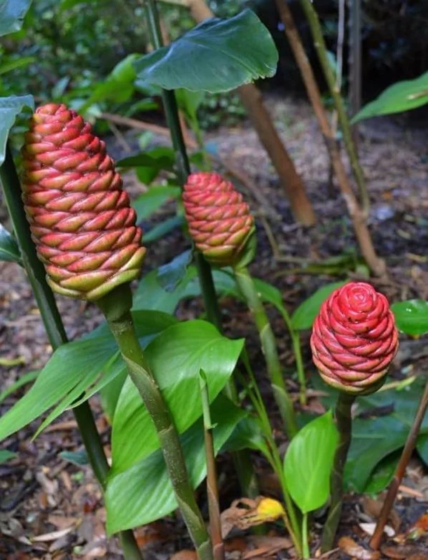 Awapuhi Shampoo Ginger Plant - Live Pinecone Ginger Lily (Zingiber Zerumbet) 4-6 Inch Tall Starter Plant Awapuhi Shampoo Ginger Plant - Live Pinecone Ginger Lily (Zingiber Zerumbet) 4-6 Inch Tall Starter Plant - Image 1