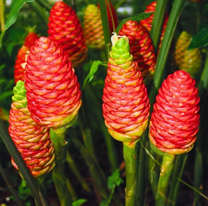 Awapuhi Shampoo Ginger Plant - Live Pinecone Ginger Lily (Zingiber Zerumbet) 4-6 Inch Tall Starter Plant Awapuhi Shampoo Ginger Plant - Live Pinecone Ginger Lily (Zingiber Zerumbet) 4-6 Inch Tall Starter Plant - Image 7