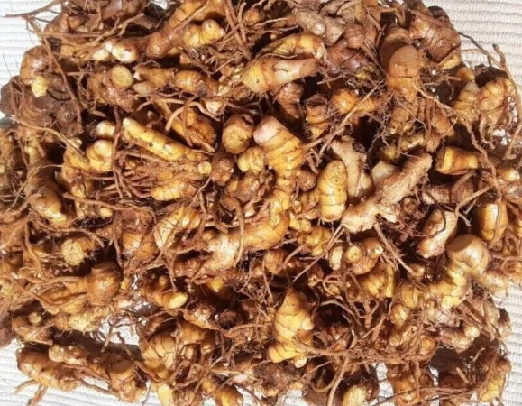 Awapuhi Shampoo Ginger Rhizomes - 2 Pack, Zingiber Zerumbet Roots for Planting Awapuhi Shampoo Ginger Rhizomes - 2 Pack, Zingiber Zerumbet Roots for Planting - Image 3