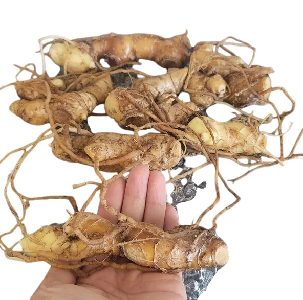 Awapuhi Shampoo Ginger Rhizomes - 2 Pack, Zingiber Zerumbet Roots for Planting Awapuhi Shampoo Ginger Rhizomes - 2 Pack, Zingiber Zerumbet Roots for Planting - Image 8