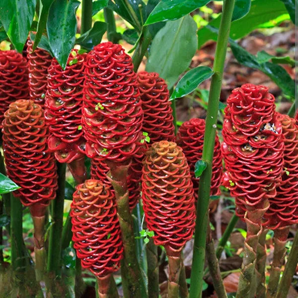 Awapuhi Shampoo Ginger Rhizomes - 2 Pack, Zingiber Zerumbet Roots for Planting Awapuhi Shampoo Ginger Rhizomes - 2 Pack, Zingiber Zerumbet Roots for Planting - Image 1