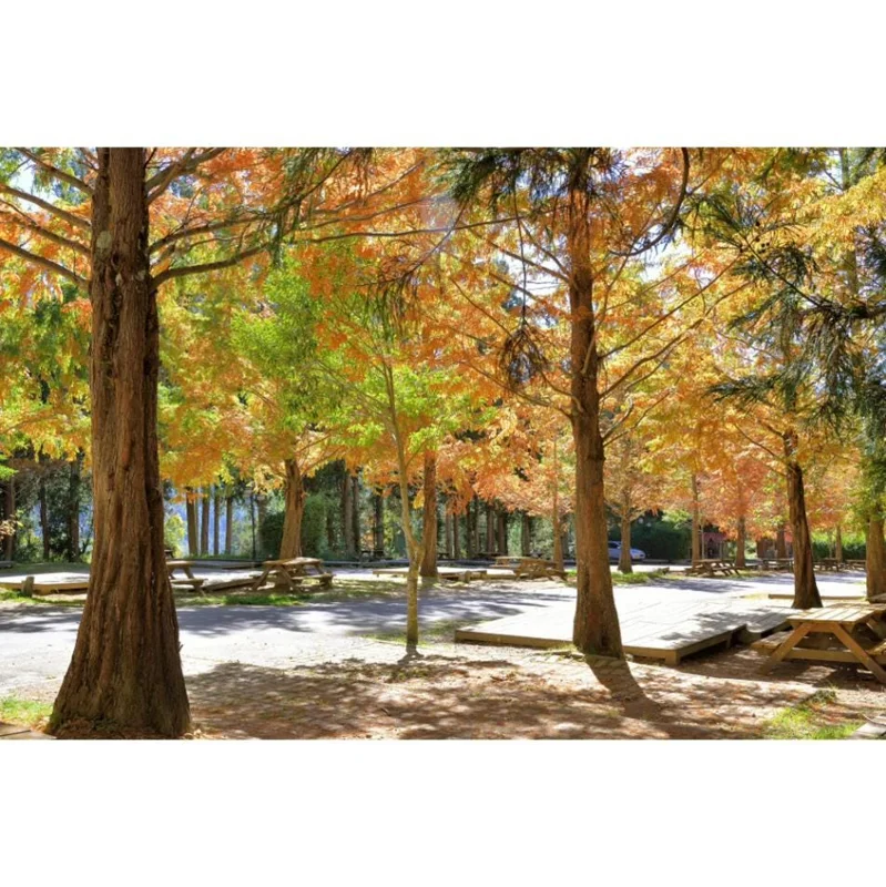 Bald Cypress Tree Bare Root Seedlings – 10-20 Inch Tall – Outdoor Landscape Tree Bald Cypress Tree Bare Root Seedlings – 10-20 Inch Tall – Outdoor Landscape Tree - Image 10