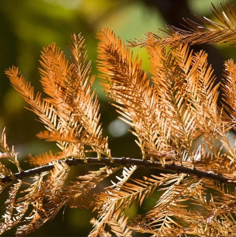 Bald Cypress Tree Bare Root Seedlings – 10-20 Inch Tall – Outdoor Landscape Tree Bald Cypress Tree Bare Root Seedlings – 10-20 Inch Tall – Outdoor Landscape Tree - Image 3